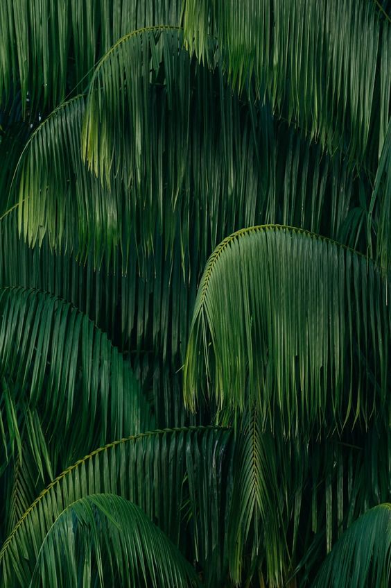 Jungle Texture