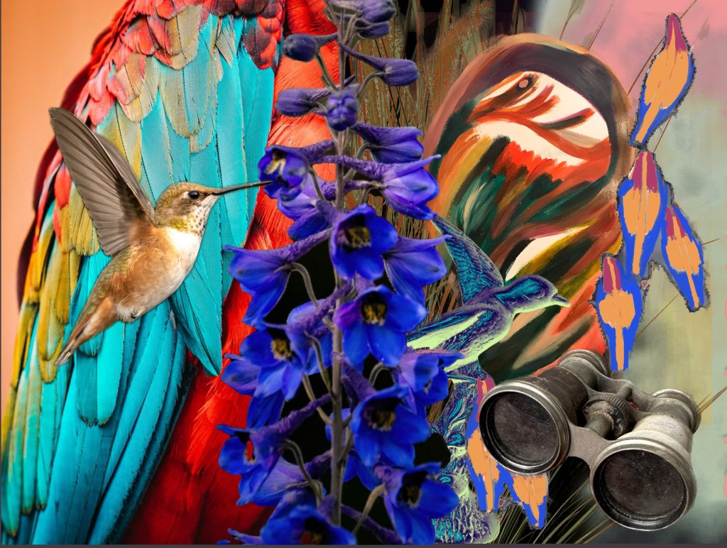 Illustrations of birds of paradise