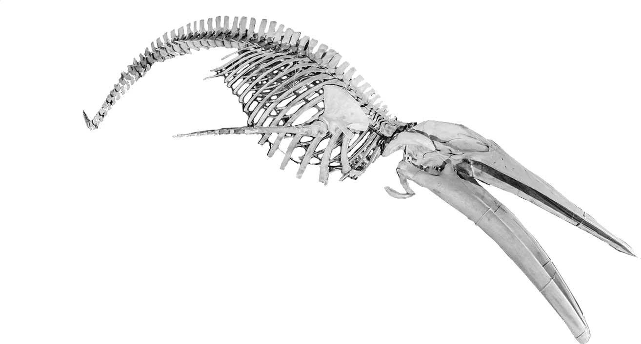 A pencil drawing of a pterosaur skeleton in flight, wings spread, from the artwork for A Night at The Museum.