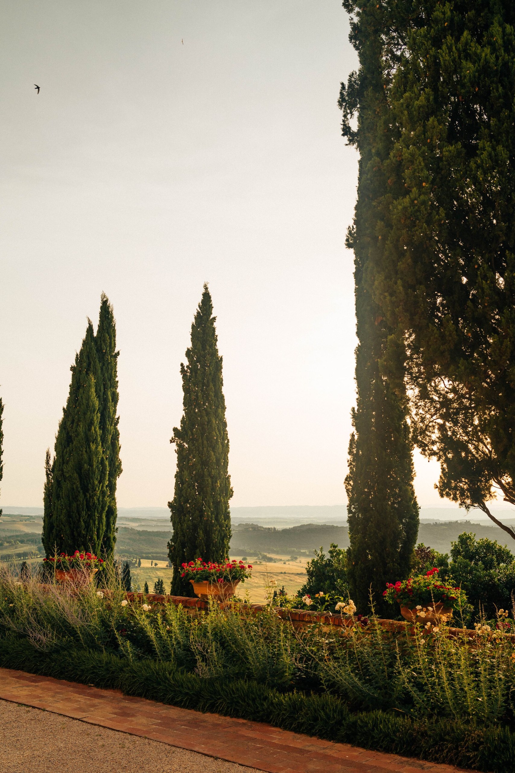 Cypress trees in the gardens of Castello di Casole.